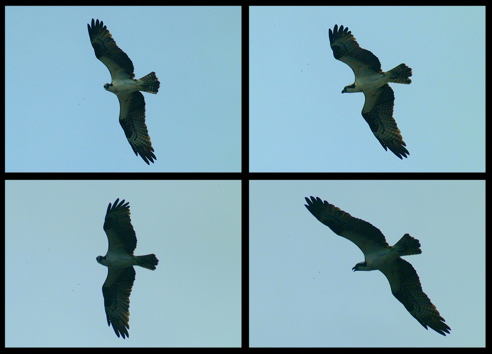 (09) osprey montage.jpg   (1000x720)   196 Kb                                    Click to display next picture
